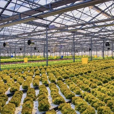 Estufas de vidro de vários sistemas para flores personalizadas de acordo com suas especificações