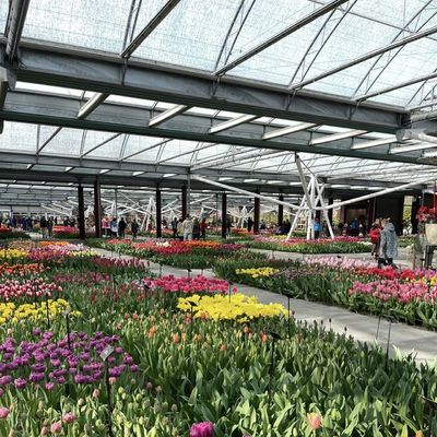 Estufas de vidro de vários sistemas para flores personalizadas de acordo com suas especificações