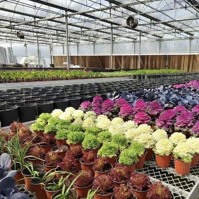 Estufa de vidro para o cultivo de flores Pagamento inicial e custo de envio acessível