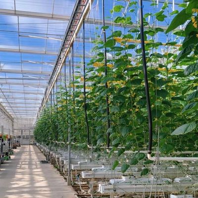 Estufas de vidro de preço razoável para cultivo de vegetais e acessibilidade garantida