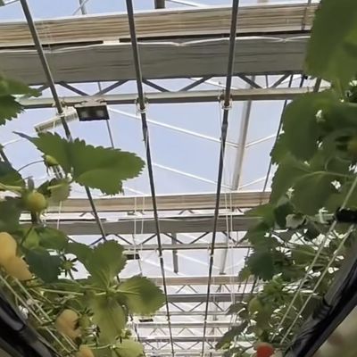 Sistema hidropónico de estufa de vidro de tela de sombra grande para o cultivo de culturas ideais