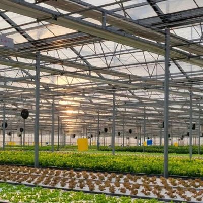 Instalação hidropônica de estufas de vidro comercial de estufa para disponibilidade durante todo o ano