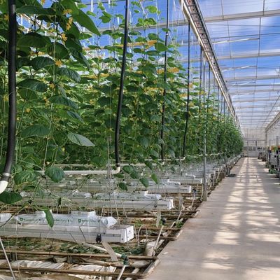 Instalação hidropônica de estufas de vidro comercial de estufa para disponibilidade durante todo o ano