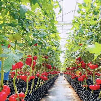 Pagamento inicial Estufas de vidro de origem chinesa com sistema hidropónico multi-espansão