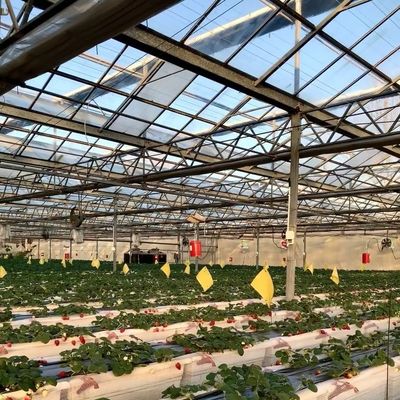 Pagamento inicial Estufas de vidro de origem chinesa com sistema hidropónico multi-espansão
