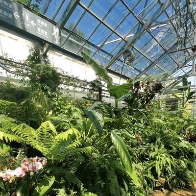 Pagamento inicial Estufas de vidro de origem chinesa com sistema hidropónico multi-espansão