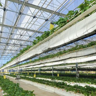 Pedido personalizado de instalação de estufas de vidro para irrigação por gotejamento