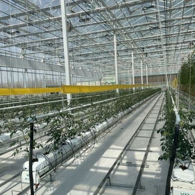 Estufas de vidro de alta transmissão luminosa para vegetais Restituições de devolução Até 30 dias