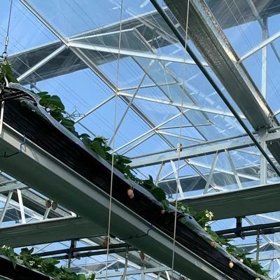 Grande estufa de vidro O ambiente perfeito para o cultivo de vegetais hidropônicos