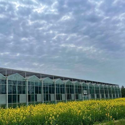Estante de vidro elegante com plantação hidropônica de vegetais melhora a eficiência da sua agricultura