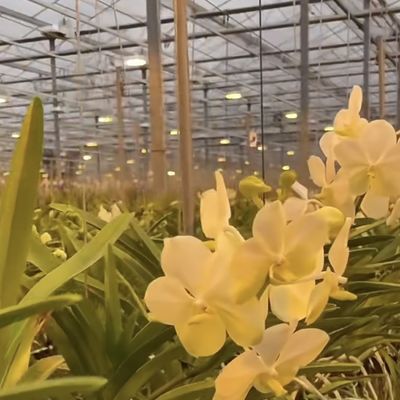 Estante de vidro elegante com plantação hidropônica de vegetais melhora a eficiência da sua agricultura