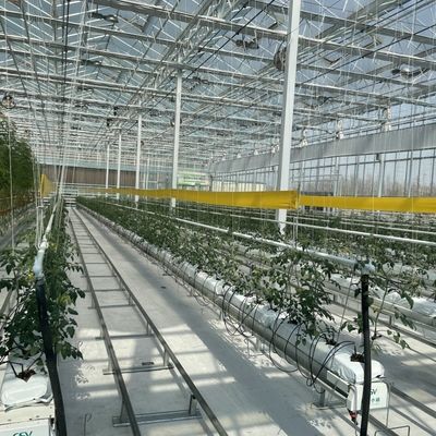 Sistema hidropónico Estufas de vidro multifuncionais JX-A00303 para um crescimento óptimo das culturas