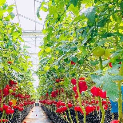 Estrutura de aço Estufas de vidro para crescimento de vegetais Grandes e multifuncionais