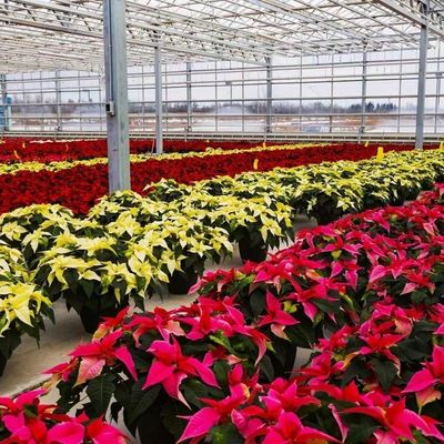 Estrutura de aço Estufas de vidro para crescimento de vegetais Grandes e multifuncionais