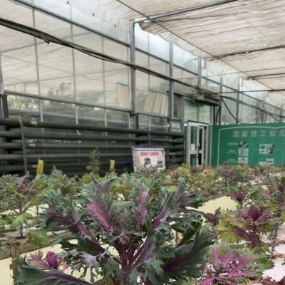 Sistema hidropónico de estufa de vidro de preço razoável para maximizar a utilização do espaço