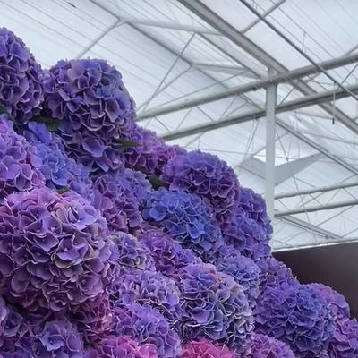 80.000kg de peso bruto de vidro de dupla camada Hidropónico de estufa para o cultivo de vegetais