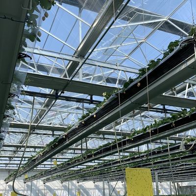80.000kg de peso bruto de vidro de dupla camada Hidropónico de estufa para o cultivo de vegetais