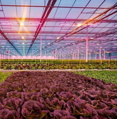 US Float Single Span Greenhouse para produtos hortícolas/frutas/flores e restituições de devolução