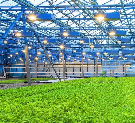 US Float Single Span Greenhouse para produtos hortícolas/frutas/flores e restituições de devolução