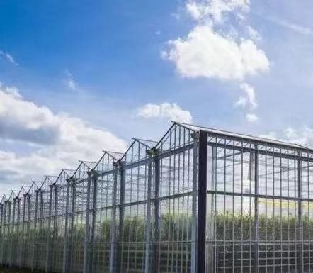 US Float Single Span Greenhouse para produtos hortícolas/frutas/flores e restituições de devolução