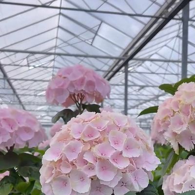 Sistema de vegetação hidropônico de estufa de vidro moderno multi-espans para o mercado multi-espans