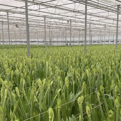 Sistema de vegetação hidropônico de estufa de vidro moderno multi-espans para o mercado multi-espans