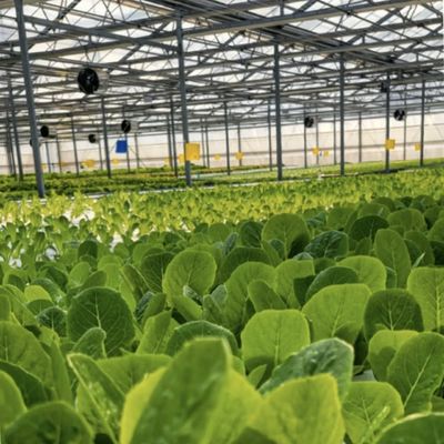 Sistema de vegetação hidropônico de estufa de vidro moderno multi-espans para o mercado multi-espans