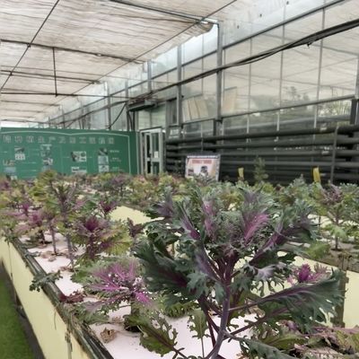 Sistema de vegetação hidropônico de estufa de vidro moderno multi-espans para o mercado multi-espans