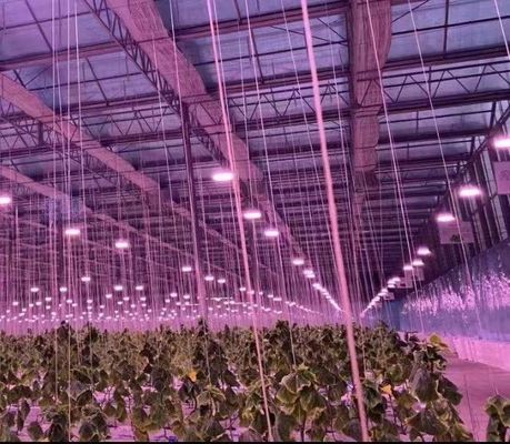 Sistema de cultivo hidropónico em estufa comercial JX-h0075 para a produção de vegetais