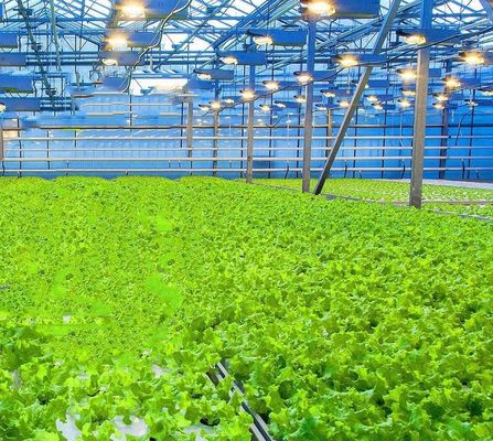 Sistema de cultivo hidropónico em estufa comercial JX-h0075 para a produção de vegetais