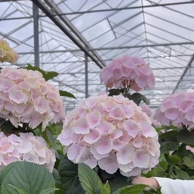 Sistema hidropónico de telhado para vegetais de estufa de vidro