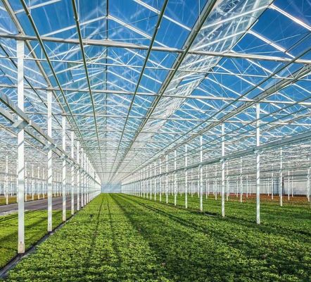 Estrutura de aço Sistema de cultivo hidropônico Venlo para cultivo hidropónico de vegetais