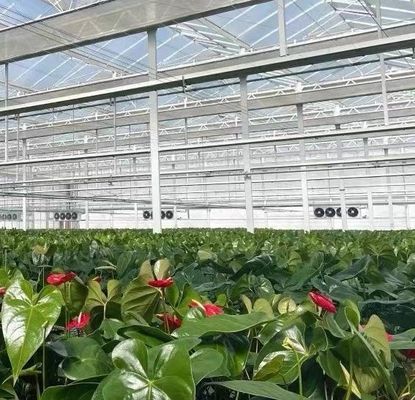 Estrutura de aço Sistema de cultivo hidropônico Venlo para cultivo hidropónico de vegetais