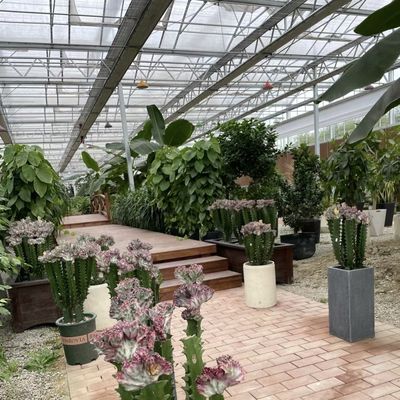 Projetos inovadores e estufas de vidro hidropónicas inovadoras para o cultivo de vegetais