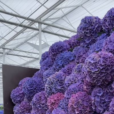 Projetos inovadores e estufas de vidro hidropónicas inovadoras para o cultivo de vegetais