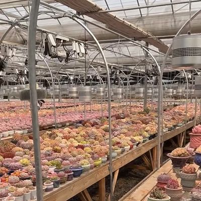 Sistema de cultivo hidropônico Estufas de vidro para telhados de camadas duplas