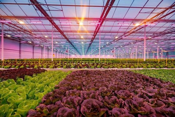 80.000kg Pacote Peso Bruto Estufas de vidro com hidroponia e custo de envio