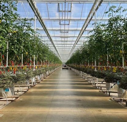 Estufas para plantação de vegetais de duas camadas com irrigação por gotejamento e estrutura de aço