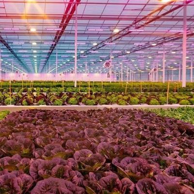 Tipo de sistema de cultivo hidropônico de telhado adequado às exigências do seu cliente