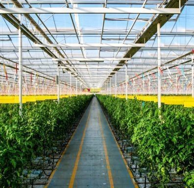 Boa transmissão de luz Cobre de vidro Venlo Estufas com opção de personalização