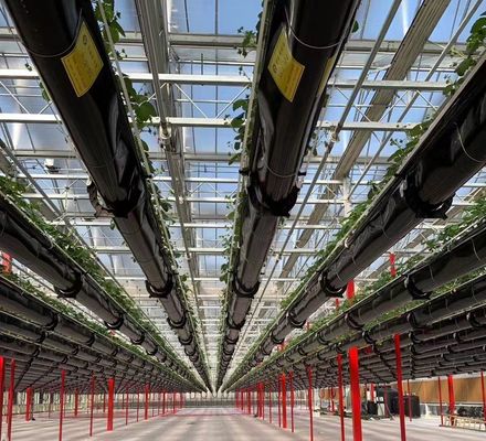 Método de cultivo Hidroponia Estudos Unidos Estufa de vidro regulamentada para vegetais/flores/frutas